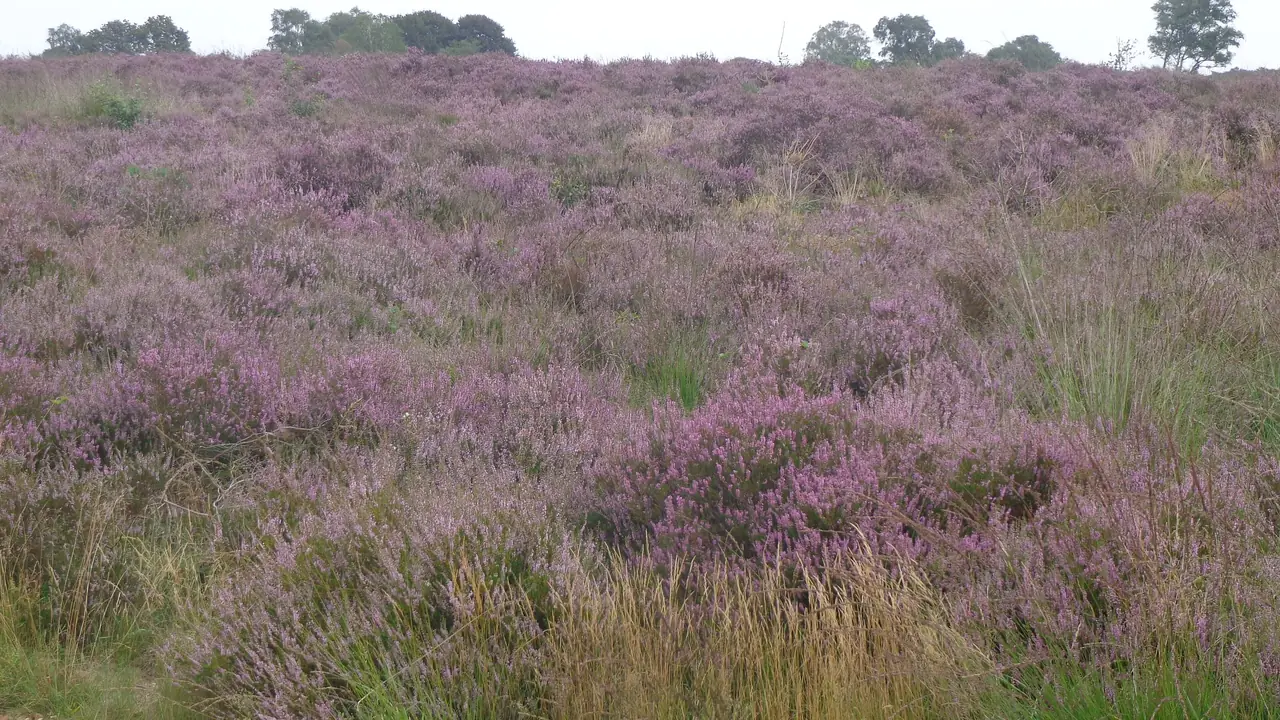 Bloeiende heide op de Ginkelse Heide bij Ede