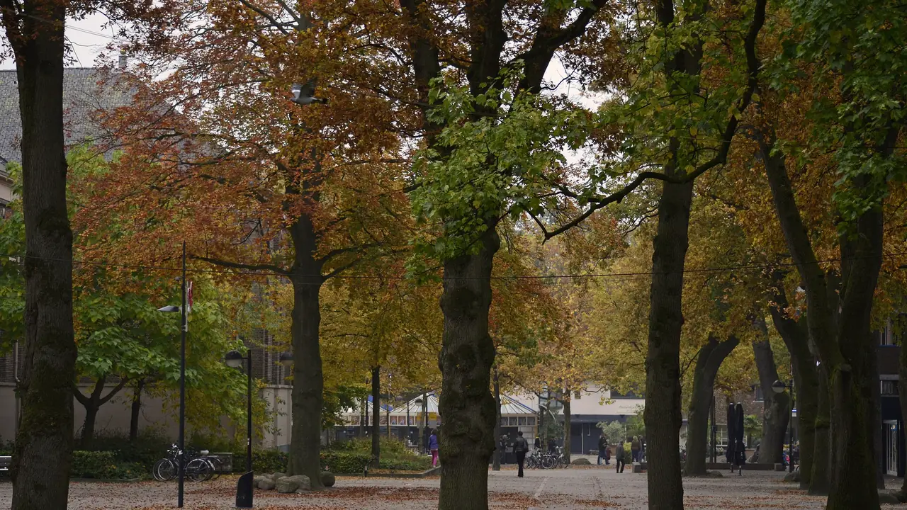 Het Marktplein in Emmen met oude eiken