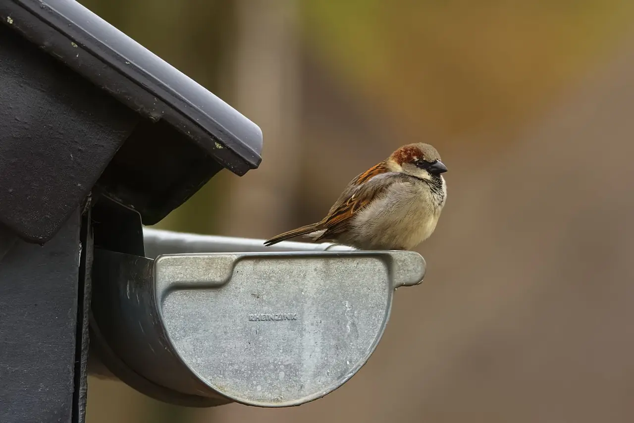 Dakgoot langs de rand van een pannendak